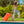 #color_Island Green