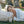 #color_Ivory